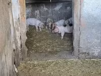 Süldőanya, Sertések — 1. fotó