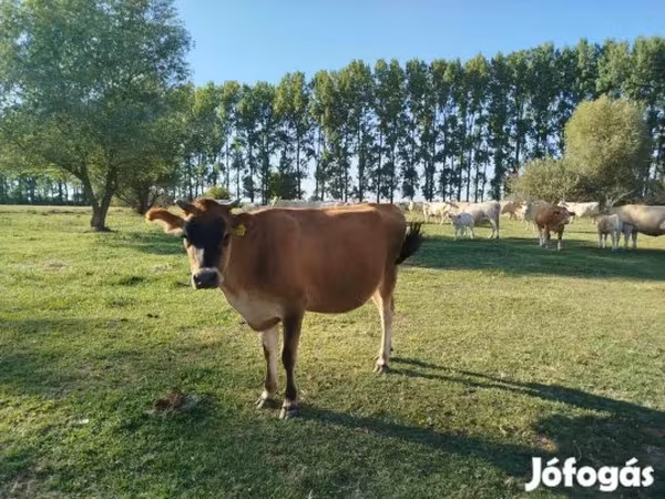 Tehén, Jersey fajta — Magyarország