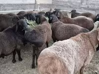 Carneiro, Hissar sheep — foto 2