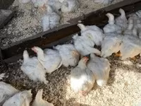 Chickens — 1-сурет