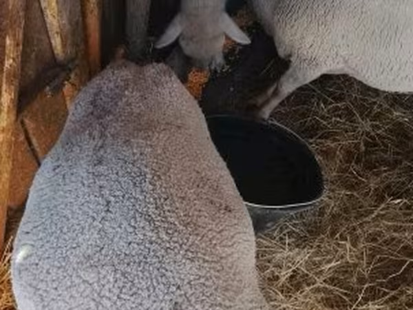 Juh, Merino sheep — Magyarország