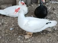 Ducks — 5. fotó