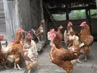 Chickens — foto 3
