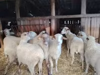 Sheep, Ile-de-France sheep — photo 3