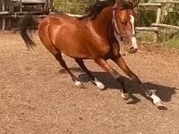 घोड़ा, Arabian horse — फ़ोटो 4