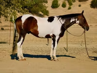 公马, National Show Horse — 照片 1
