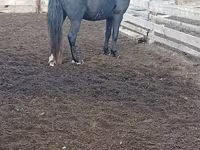 Cavalo, Cavalos — foto 2