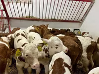 Bydło (partia, płeć nieokreślona), Simmental cattle — zdjęcie 2