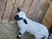 Kos, Wallis Country sheep — 2. fotó