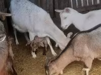 Cabras (lote, sexo no especificado), Cabras — foto 2