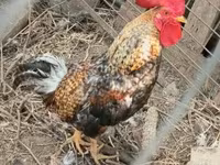 Chickens — 照片 2