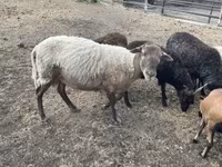 Kos, Merino sheep — 7. fotó