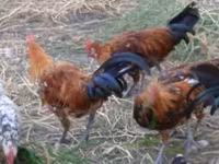 Chickens — photo 3