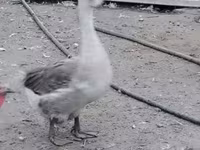 Turkeys — الصورة 1