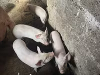 Sow, Pigs — photo 2