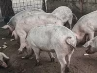 Süldőanya, Крупная белая — 2. fotó
