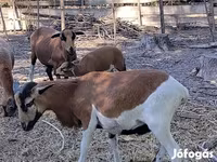 Kos, Cameroon sheep — 4. fotó