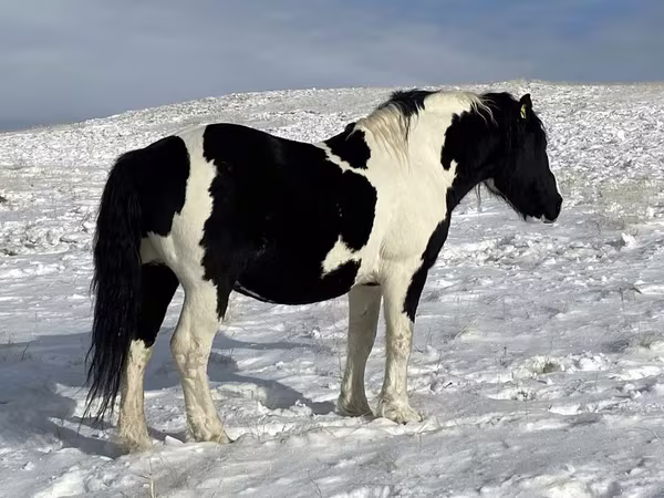 Hing, Mugalzhar horse
