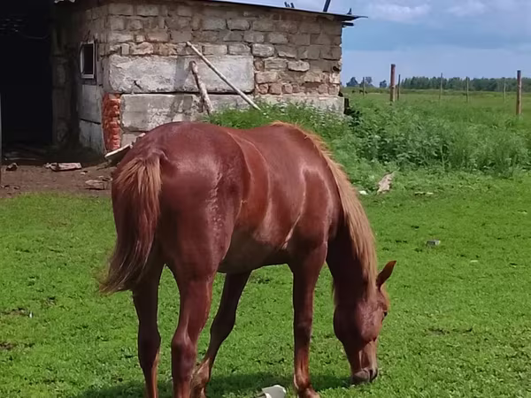 Klisna, Koně