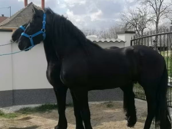 घोड़ा, Friesian