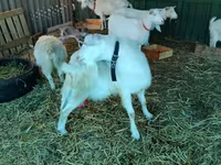 Goat, Pomellata goat — photo 5