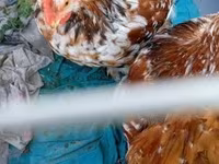 Pekin Bantam — 4. fotó