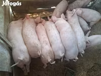 Knur, Крупная белая — zdjęcie 3