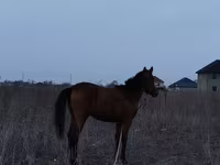 Kůň, Koně — foto 1