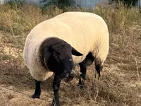 公羊, White Suffolk sheep — 照片 3