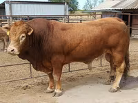 Touro, Vaca Limousine — foto 2