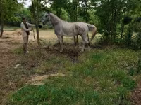 公马, Lipizzaner — 照片 2
