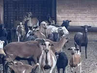 Ram, Cameroon sheep — photo 4
