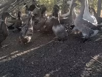 Ducks — الصورة 1