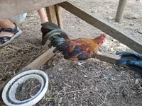 bantam japonais — photo 3
