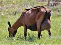 母山羊, Alpine goat — 照片 4