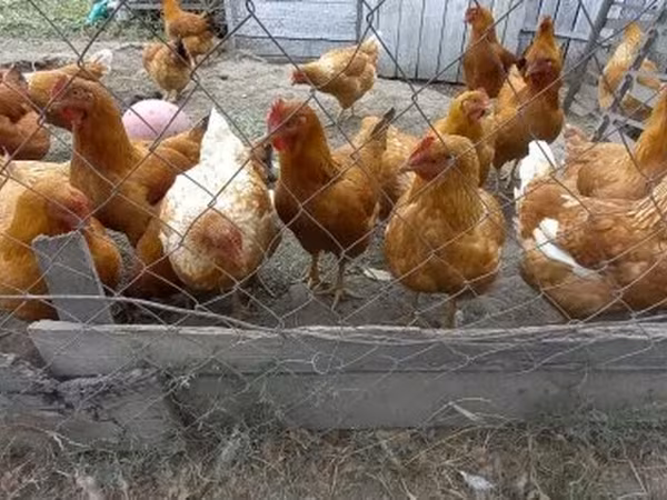 Chickens — Magyarország