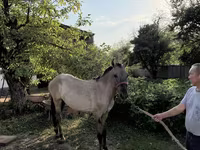 Айғыр, Tiger horse — 2-сурет