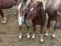 Caballo, Hungarian horse breed — foto 5