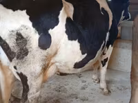 母牛, Alatau breed — 照片 8