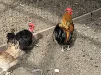 Chickens — फ़ोटो 3