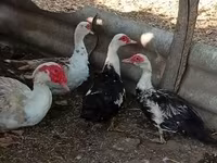 Ducks — الصورة 7