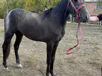 Koń, Orlov Trotter — zdjęcie 1