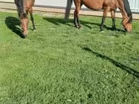 Yegua, Caballos — foto 6