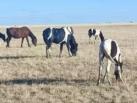 Madyan, Horse breed — foto 1