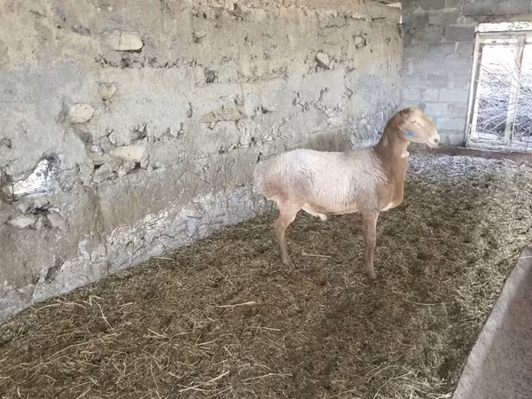 Kos, Rhon sheep