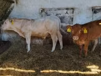ثور, Simmental cattle — الصورة 4