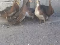 Ducks — foto 2