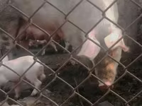 Sow, Pigs — photo 6