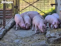 Eber, Schweine — Foto 1
