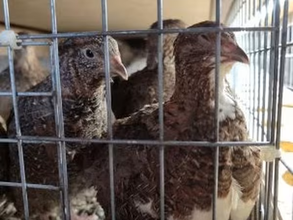 Quails
